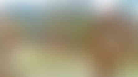 Zákoutí s bodláky v lokalitě činného lomu Požár 2