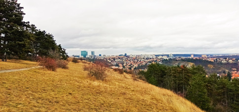 S botanickou rovnováhou v PR Prokopské údolí - Vysoká pomáhají spásáním porostu kozy a ovce