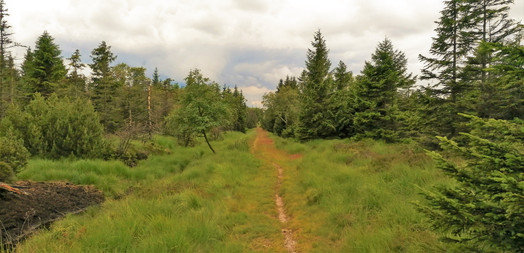 Nedotčená příroda lokality Přírodní rezervace Rašeliniště U jezera - Cínovecká rašeliniště