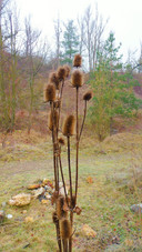 Bodlák v lokalitě činného lomu Požár 2