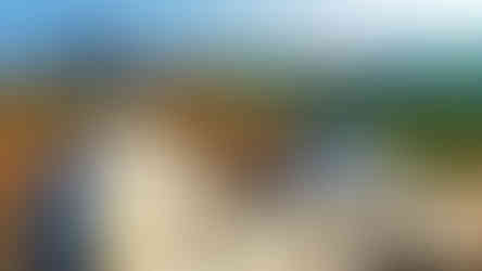 Sluňáky jsou ozdobou Písečného vrchu