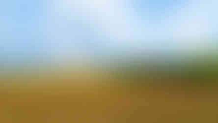 Červencové pole u Libyně