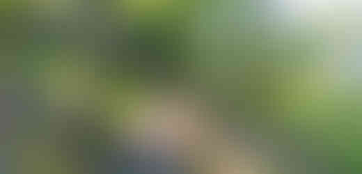 Původní lesy v NPR Jezerka nemají nikde ve střední Evropě srovnatelnou konkurenci