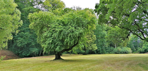V zámeckém parku Krásný Dvůr je na 100 druhů stromů; jedním z nich je i tato krásně vzrostlá ozdobná jabloň