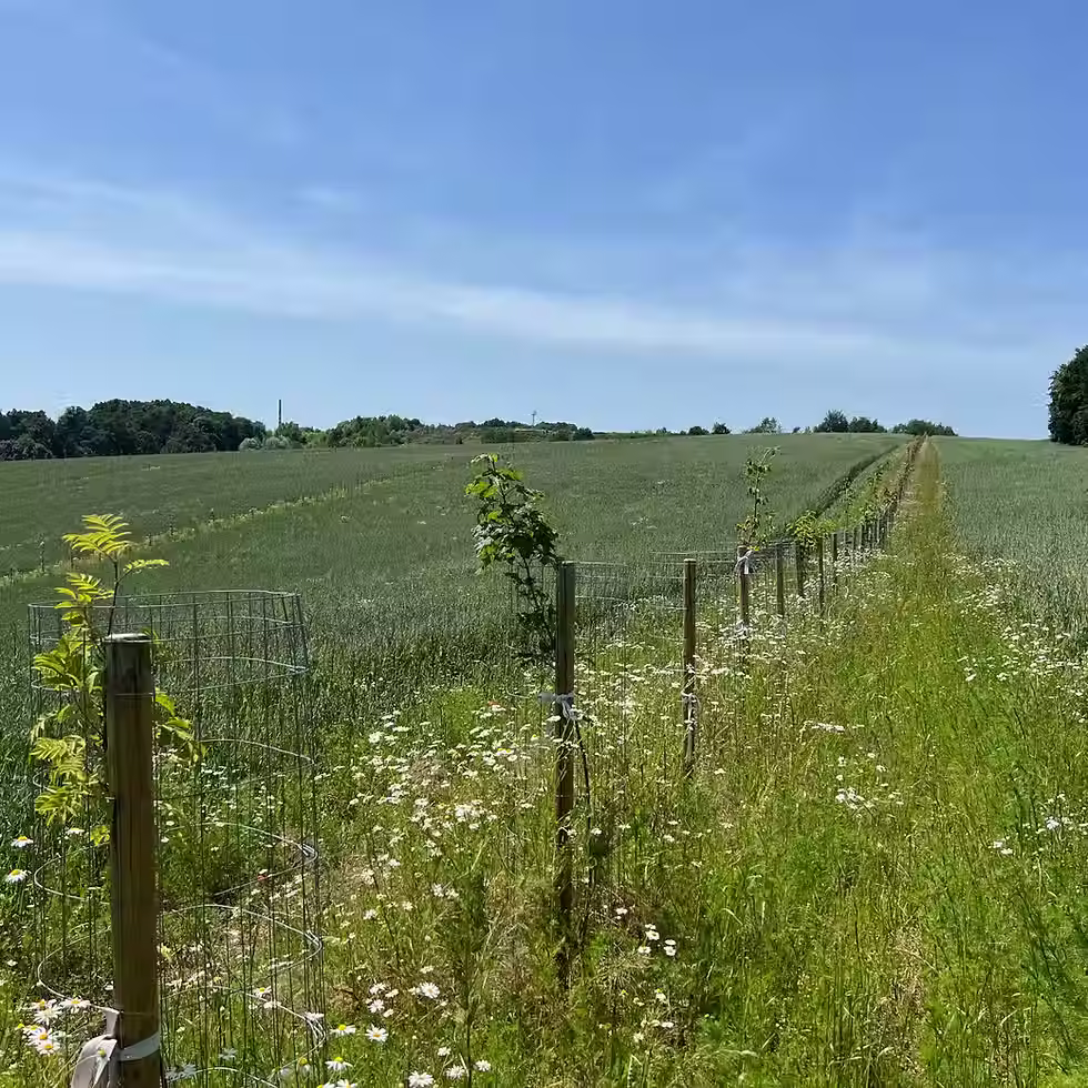 Agroforestry Design for Drought, Wind and Biodiversity