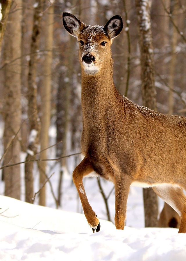 Purtier Deer CerviCenta Ingredient
