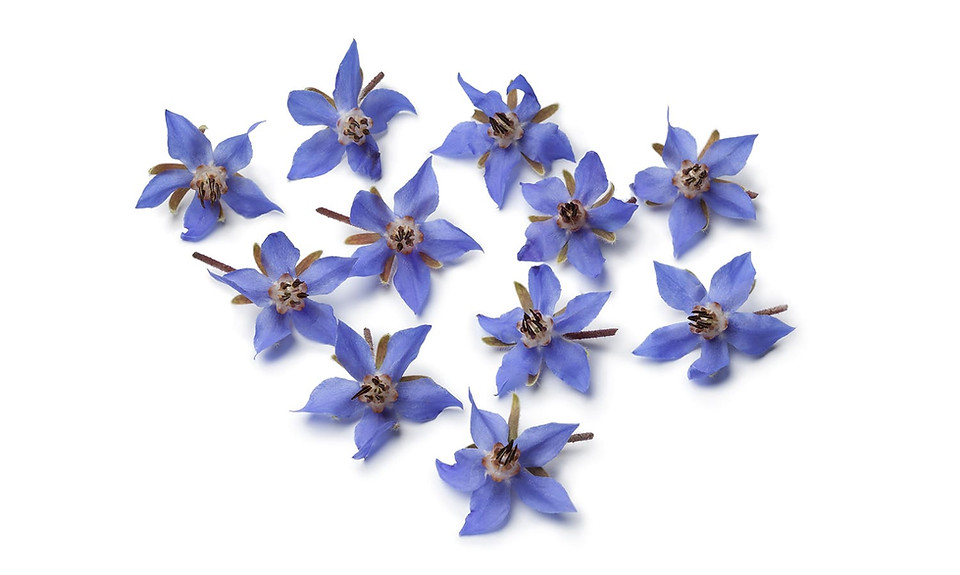 Borage Oil