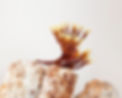 Purtier Actsirtone Ingredient