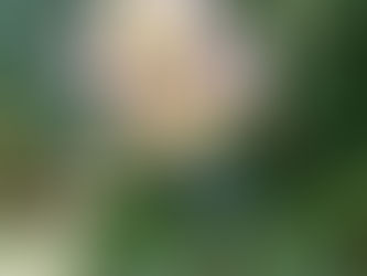 A Flower for Every Valentine's Day