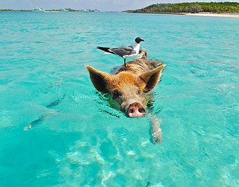 Schwein Vogel.jpg