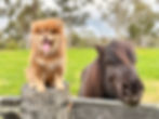 Meet our Lappies- Open Day 