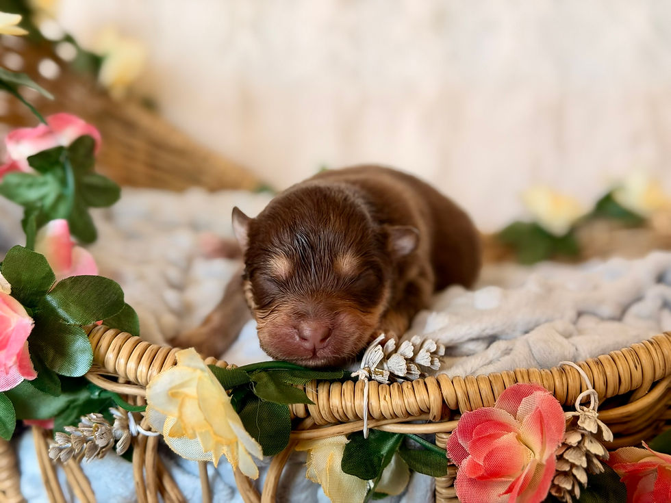 Meet our Lappies- Open Day