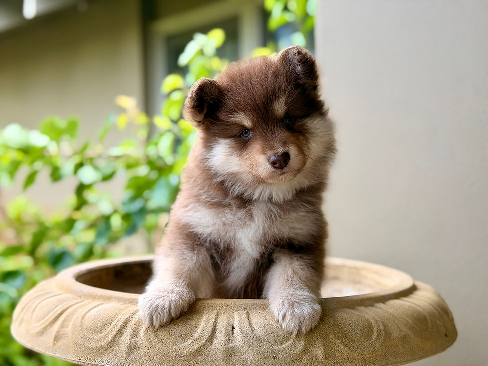 Meet our Lappies- Open Day