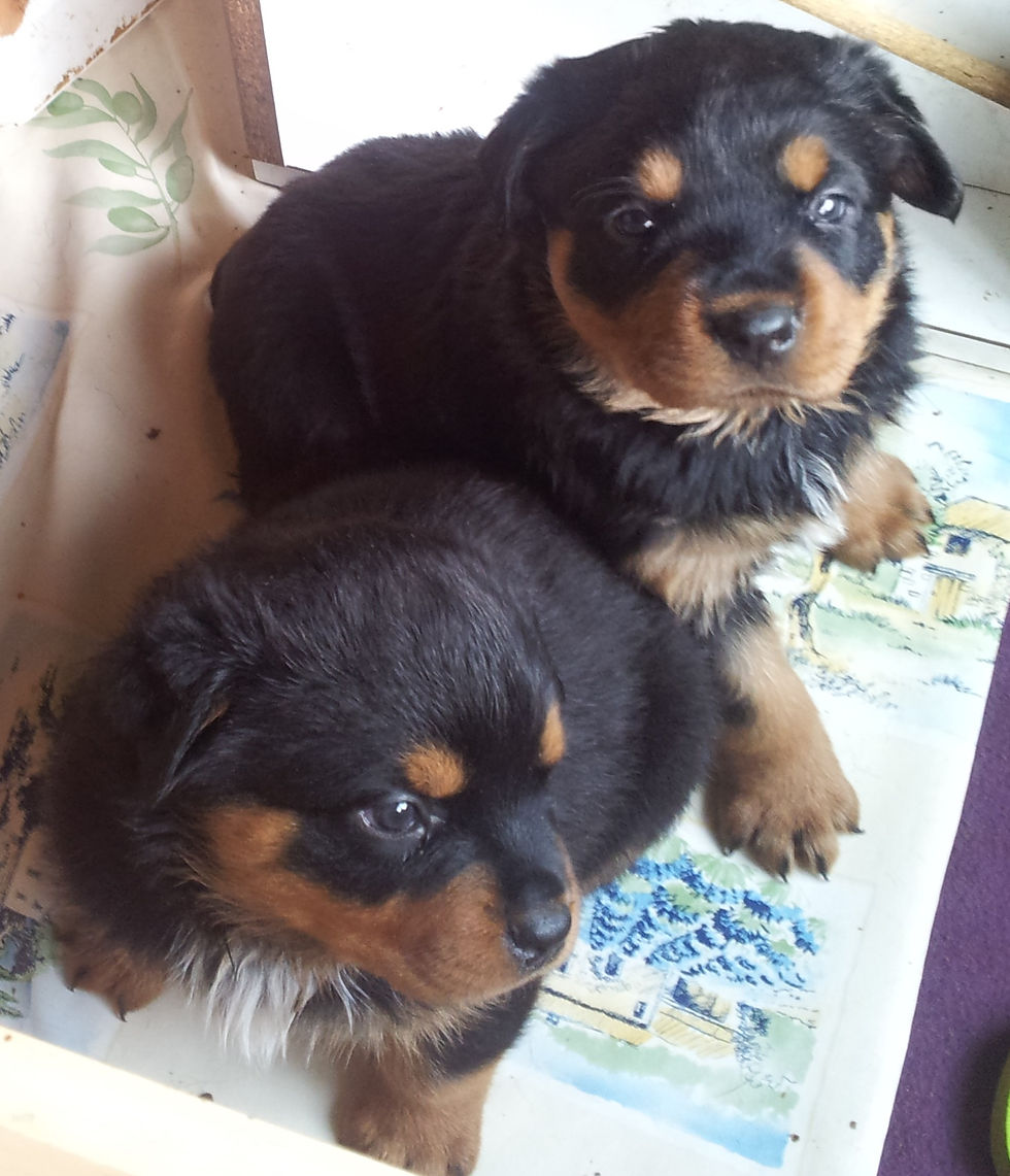 Hopen et Howelle
