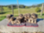 Puppy pic 1.jpg