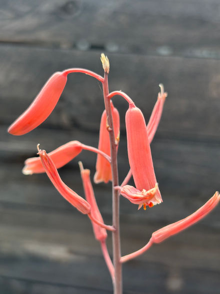 Desert Bloom Nursery McAllen,tx Unedited