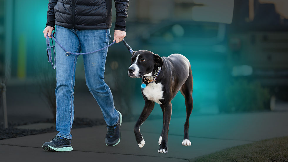 Person walking a black and white dog
