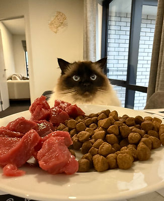 Max Schonwald Therapy Cat