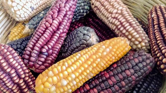 Multicolored varities of Mexican corn