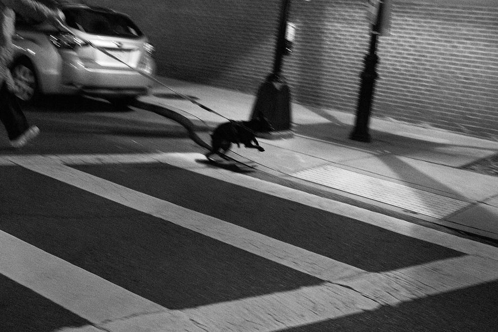 Kuroi Inu, Boston 2025 © Sanjith Kalpat