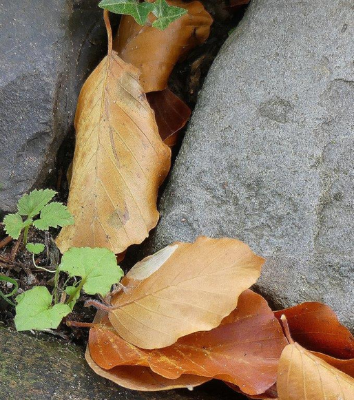 30-dec-19 Vergänglichkeit und der Geschmack der Befreiung  