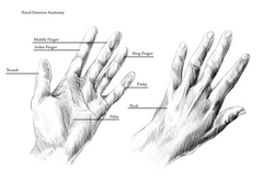 Hand External Anatomy