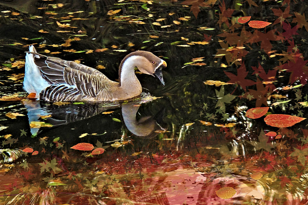 Canard d'automne