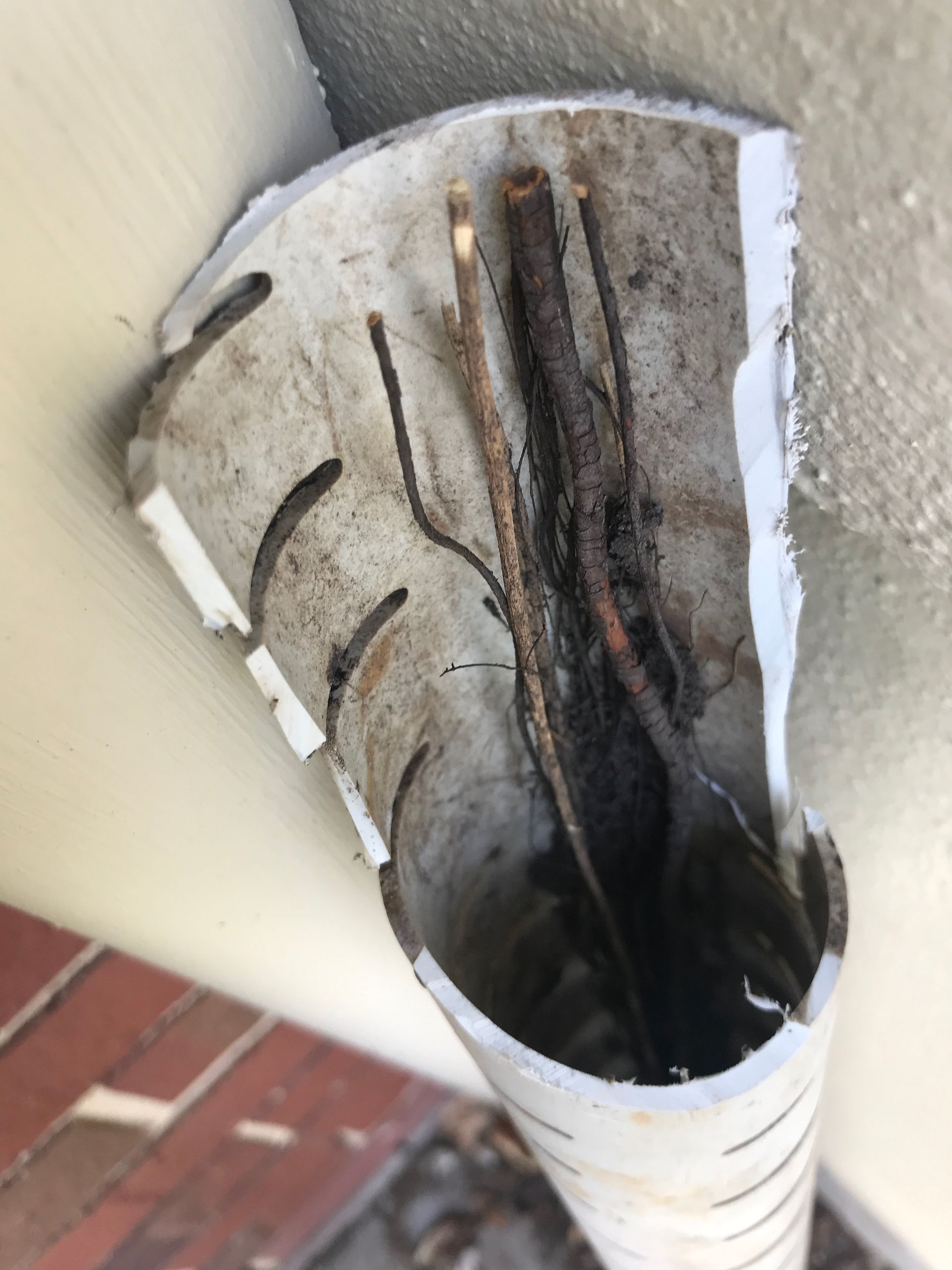 Plant roots had grown into the drainage pipes of the planter boxes at the apartment complex (Highgate, Perth).