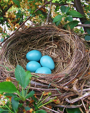 Nest.png
