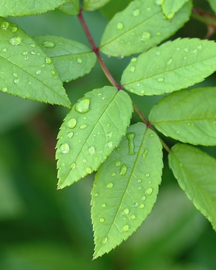 Growing Green 2.jpg
