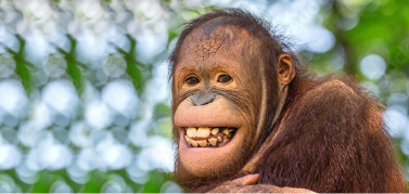 orangutan