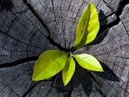 പ്രകൃതിക്കെതിരെയുള്ള പാപങ്ങള്