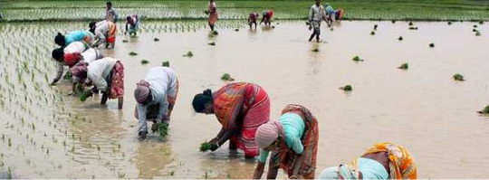 Agriculture field.