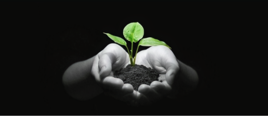 Carrying a plant in hand.
