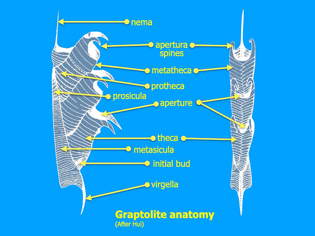 Graptolite Morphology.001.jpeg