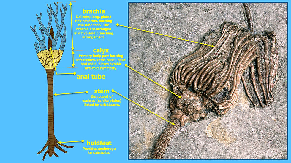 simplified anatomy of crinoid.001.jpeg