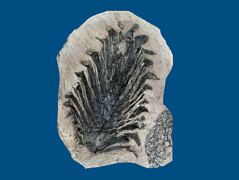 Pinus ebgekgardtii.001.jpeg