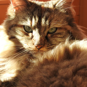 Cours de communication animale intuitive