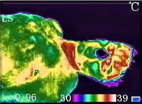 Thermal_neck.jpg