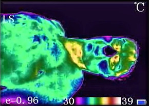 Thermal_neck.jpg
