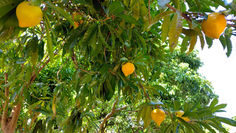 小量丸子家書(八十二)2026年1月 