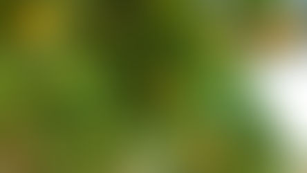 小量丸子家書(八十二)2026年1月 