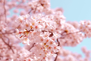 Samuel,Ada,3M(2025.6-2025.7)