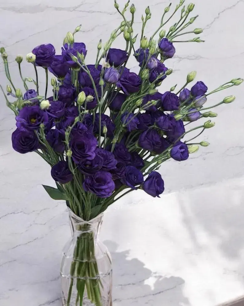 Lisianthus Doublini Blue Flower Seeds