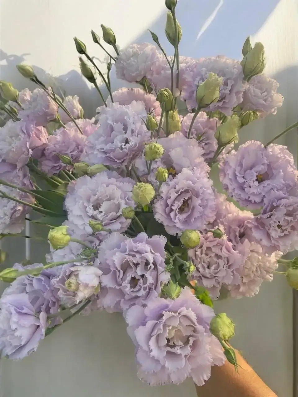 Lisianthus Voyage Lavender (F1) Seeds