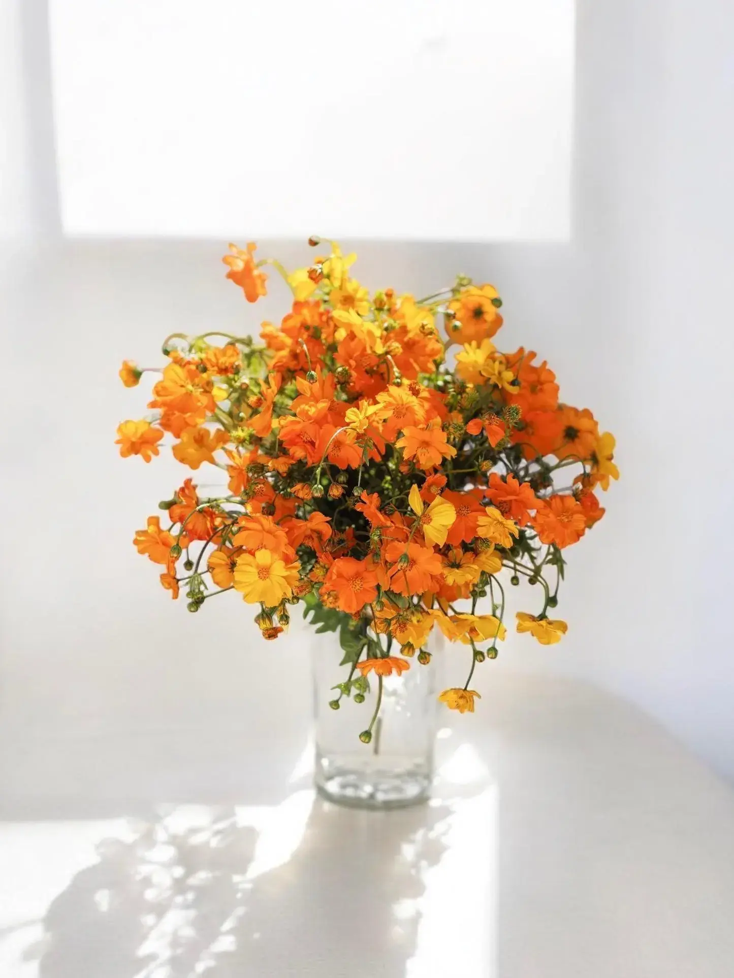 Cosmos Sunrise Mix Flower Seeds