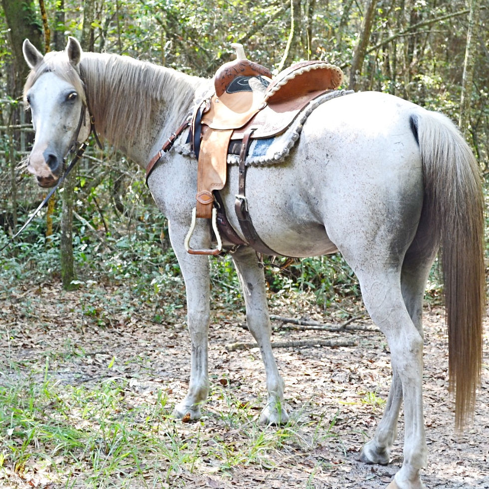 Count Orzel @ Dragonflyranchflorida