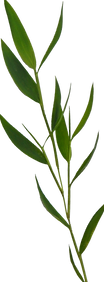 Branch - 2.png
