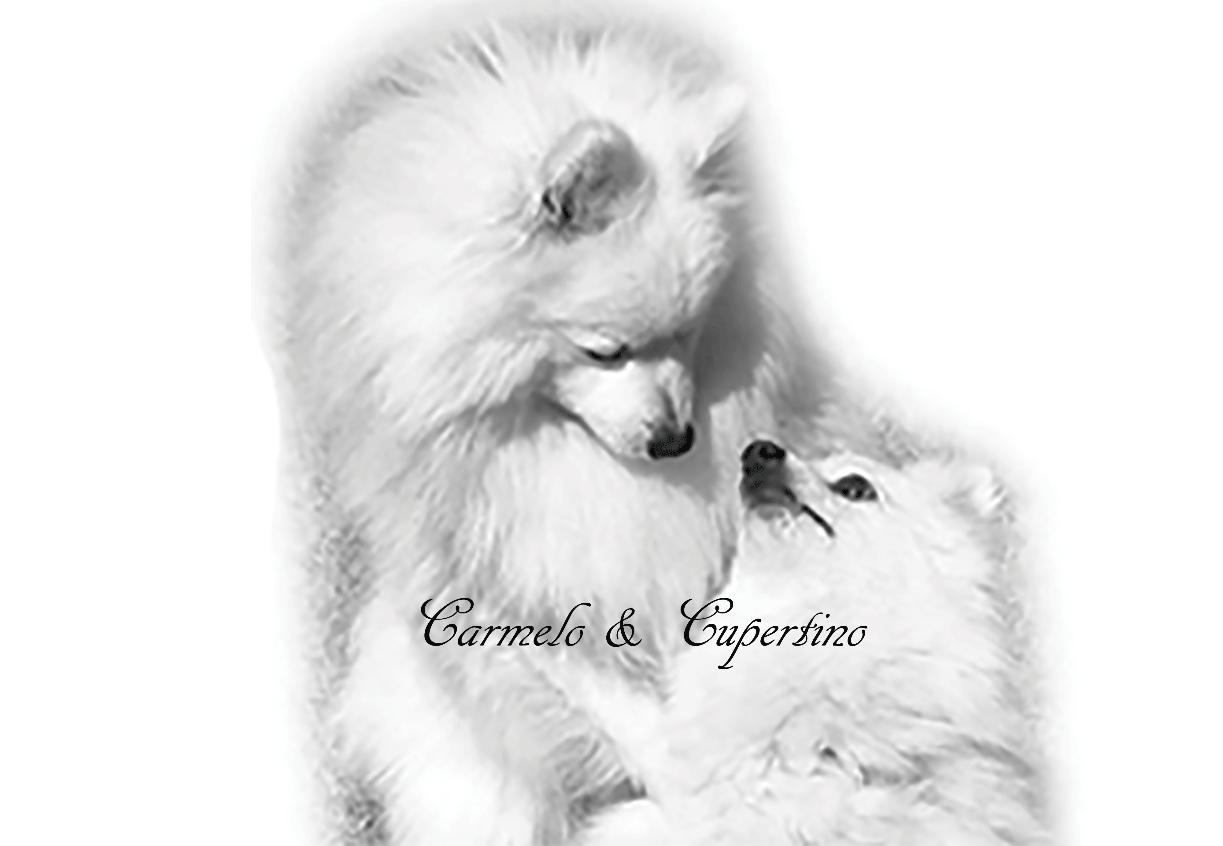 carmelo-cupertino