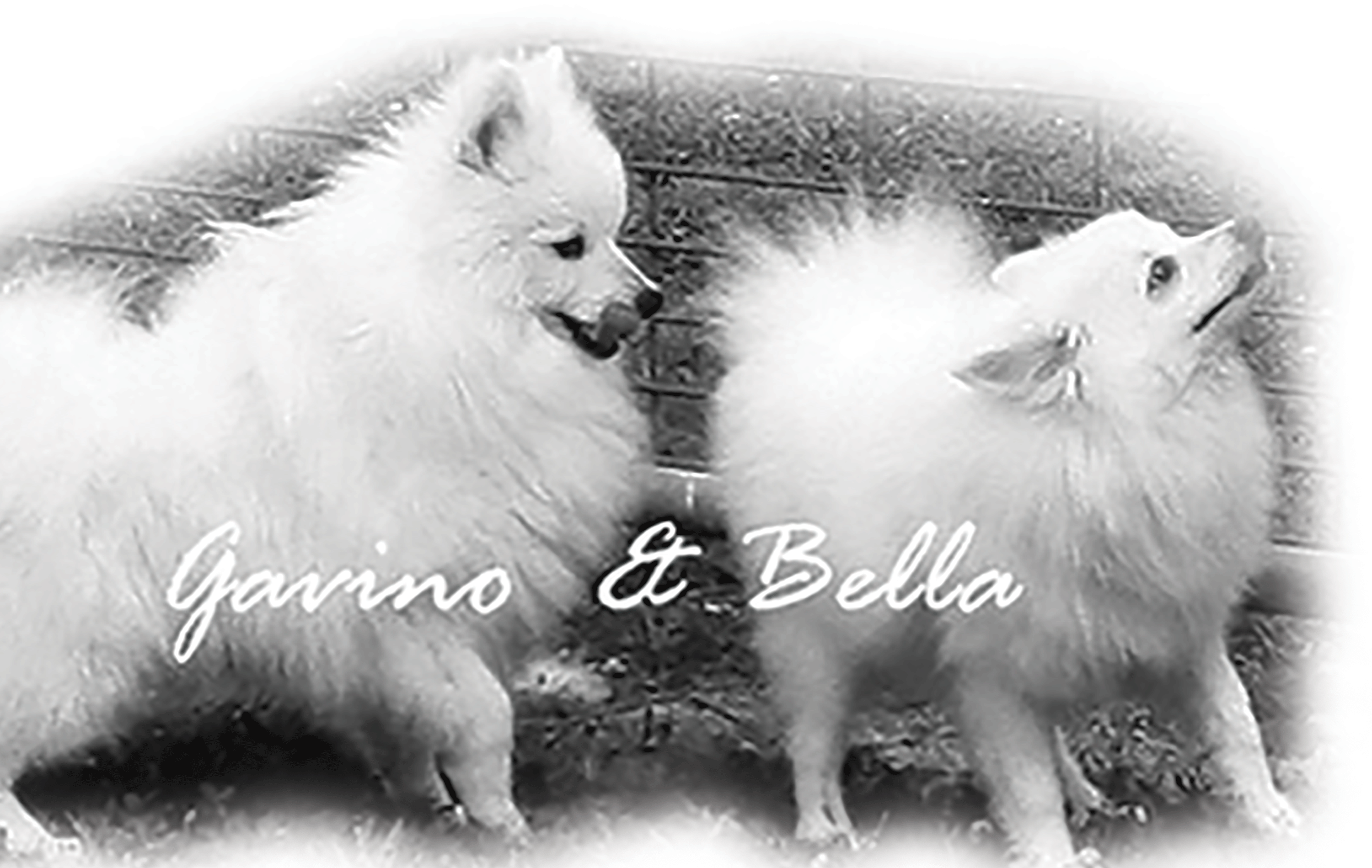 bella-gavino